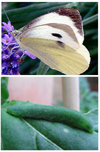 Cabbage White Butterfly