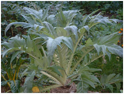 artichokes
